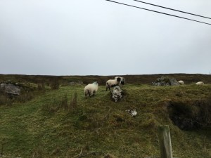 12431232_10206913166721138_556467472_n